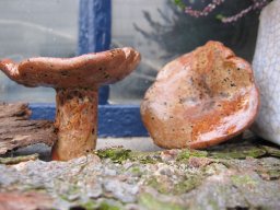 toepfern_014