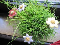 toepfern_015