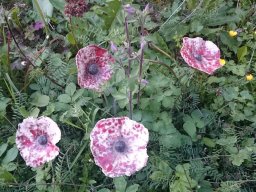 toepfern_037