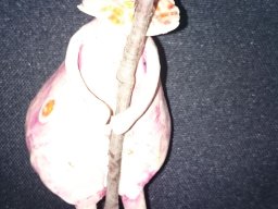 toepfern_064