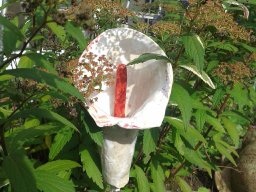 toepfern_072