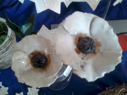 toepfern_073