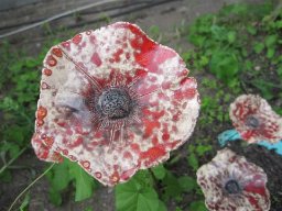 toepfern_089