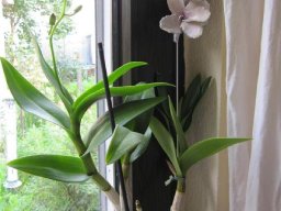 toepfern_091