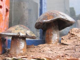 toepfern_095