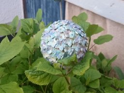 toepfern_116